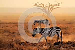 Plains zebras in dust