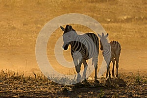 Plains zebras in dust at sunrise