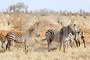Plains zebras (Equus burchellii)