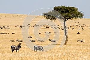 Plains zebras (Equus quagga) and Gnus