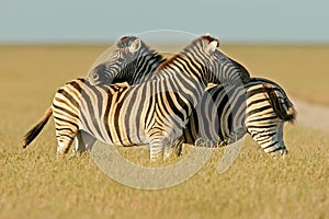 Plains Zebras, Etosha National Park, Namibia photo