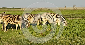 Plains zebras on Etosha plains