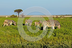 Plains zebras on Etosha plains