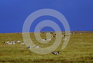 Plains Zebras Graze  10711