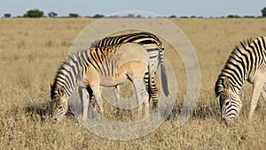 Plains zebras grazing in grassland