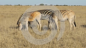 Plains zebras grazing in grassland