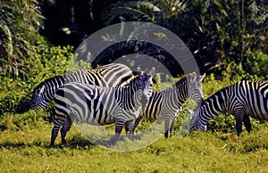 Plains Zebras with Immature  9760