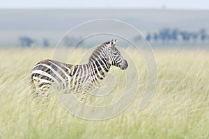 Plains zebras looking alert in distance, on Savannah