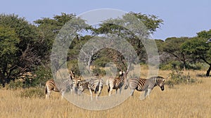 Plains zebras in natural habitat