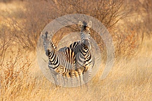 Plains zebras in natural habitat