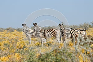 Plains zebras in natural habitat - Etosha National Park