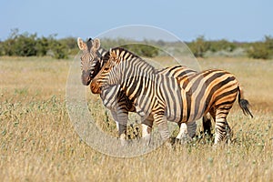 Plains zebras in natural habitat, Etosha National Park, Namibia