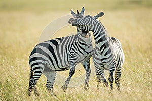 Plains zebras play fight in long grass