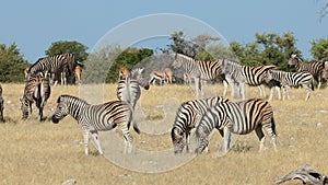 Plains zebras and springbok antelopes - Etosha National Park