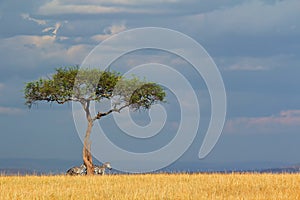 Plains zebras and tree - Masai Mara