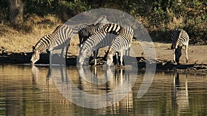 Plains Zebras at waterhole