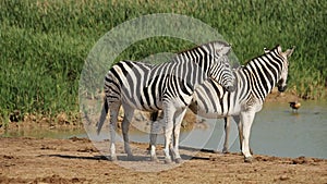 Plains Zebras at waterhole