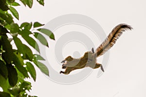 Plaintain Squirrel captured in mid air