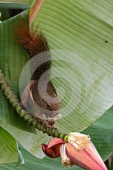 a plaintain squirrel eat edible banana flower