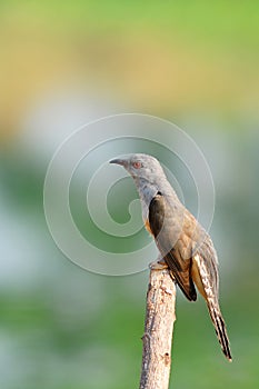 Plaintive Cuckoo bird