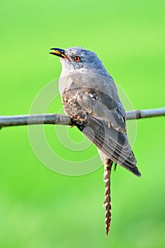 Plaintive Cuckoo bird