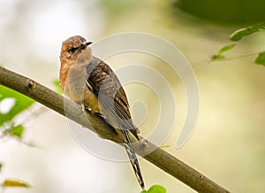 Plaintive cuckoo Cacomantis merulinus is sitting on  a perch