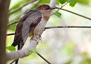 Plaintive cuckoo Cacomantis merulinus is sitting on  a tree brancha