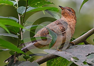 Plaintive cuckoo Cacomantis merulinus is sitting on  a tree brancha