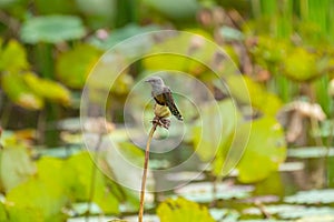 Plaintive Cuckoo standin on the lotus flower in the lake