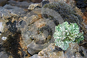 Plaits and mosses photo