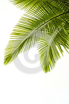 Plam leaves isolated on white