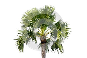 Plam tree isolated on white background