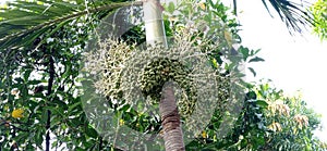 Plam Trees with green fruits