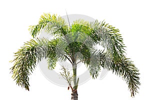 Plam trees isolated on white background