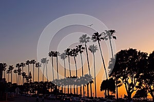 Plam trees, Silhouette, Sunset, La Jolla Cove, California