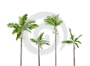 Plam trees on white