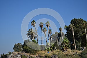 Plams trees on the Kineret beach