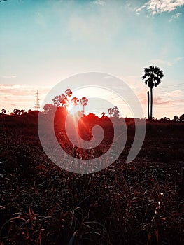 PLAMTREE CLOUD SKY NATURE ABSTRACT GRASS photo