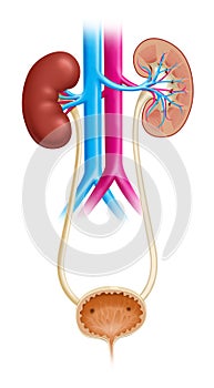 Anatomy of the Human Urinary System