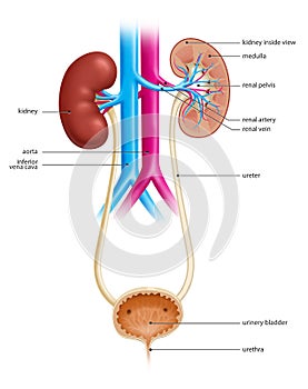 Anatomy of the Human Urinary System photo