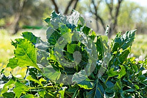 Plan of wild chard Beta vulga vulgaris L. ssp maritima
