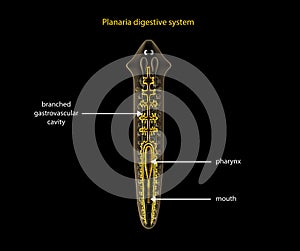 Planaria digestive system
