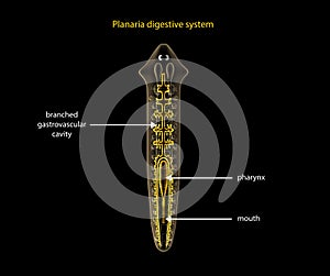 Planaria digestive system photo