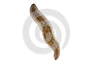 Planaria flatworm under microscope view.