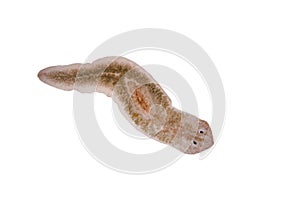 Planaria flatworm under microscope view.