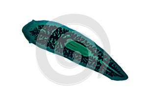 Planaria flatworm under microscope view.