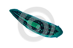 Planaria flatworm under microscope view.