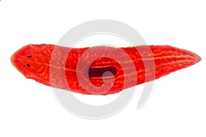 Planaria flatworm under microscope view.