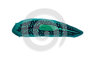 Planaria flatworm under microscope view.