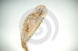 Planaria flatworm, under microscope view